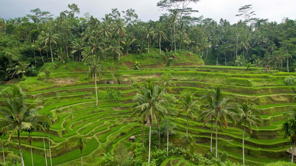 Bali-Ubud-Rice Terraces