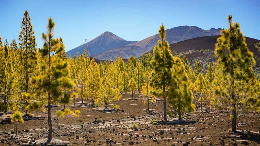 Pico del Teide - Wald - CrossFit 27 & CrossFit Survive Top Training Urlaub auf Teneriffa - Fitnessurlaub mit Reiseathleten