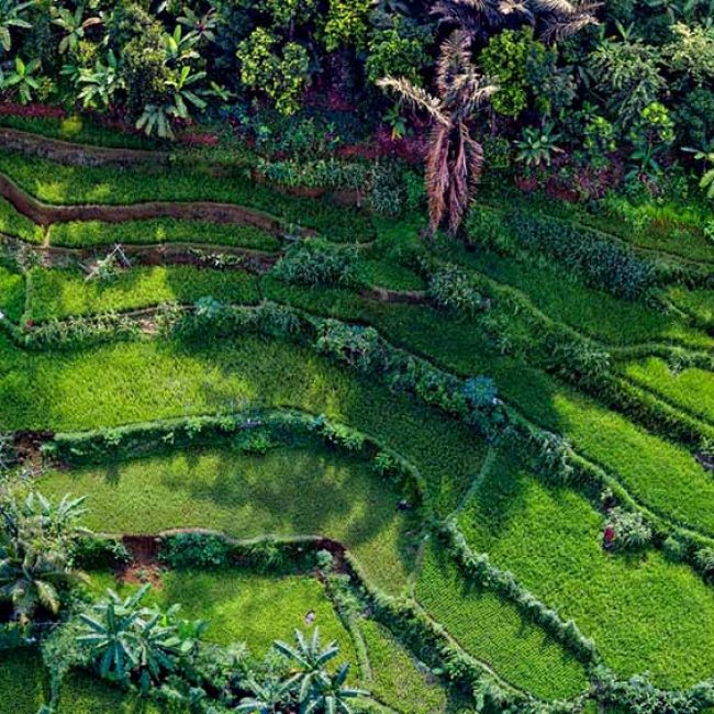Rice fields from above - Bali